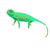 Baby Veiled Chameleon Reptile Owner