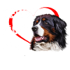 Bouvier bernois