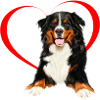 Bernese mountain dog