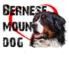 Bernese mountain dog