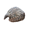 Pangolin Preservation