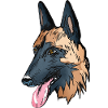 Malinois dog