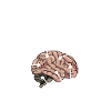 Bodenleger Anatomie