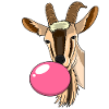 Goat Chewing Gum
