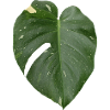 Monstera leaf