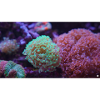 AquaMT