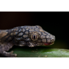 Eurydactylodes symmetricus