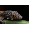 Eurydactylodes symmetricus - Neukaledonian gecko