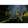 Cochranella granulosa - Glassfrog