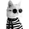 Cat Collection