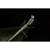 Sinomantis denticulata nymph - glass mantis