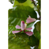 roze Hymenopus coronatus nimf -Orchidee bidsprinkhaan