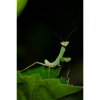 Wild Mantodea species in Crete