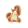 Squirrel, cute squirrel lover,