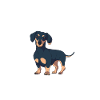 Dachshund Dog