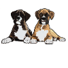 Boxer Chien Boxer Papa