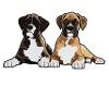 Boxer Chien Boxer Maman