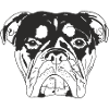 Old English Bulldog