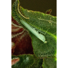Tropidomantis cf tenue