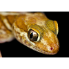 Paroedura picta - Madagasar ground gecko