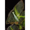 Tropidomantis cf tenue
