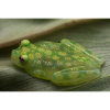 Hyalinobatrachium valerioi - Glass frog