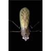 Sinomantis denticulata adult