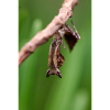 Brancsikia freyi Nymph/Cub