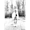 weißes Pferd 1