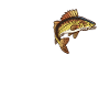 Dear Zander