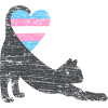 trans flag cat I