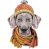 dog braque with cap
