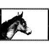 Dreamy the Filly