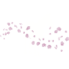 Cheval fleur de cerisier / équitation