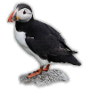 Papageientaucher