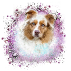 Australian shepherd, pink,graffiti, painting,dog