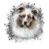 Australian shepherd, grey,graffiti, painting,dog