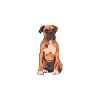 Deutscher Boxer Hund