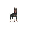 Dobermann Hund