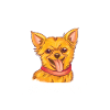 Chihuahua Techichi Hund
