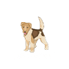Foxterrier Drahthaar Hund