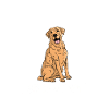 Labrador Hund