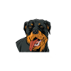 Rottweiler Hund