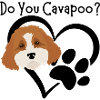 Do You Cavapoo?