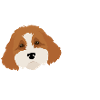 Do You Cavapoo?