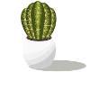 Cactus in a pot