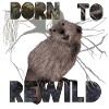 Born to ReWild beaver