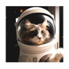 Cat in space