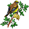 Bunter Vogel