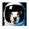 Dog in space